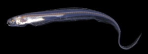 Onuxodon fowleri ( Onuxodon fowleri )