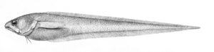 Pyramodon punctatus ( Pyramodon punctatus )