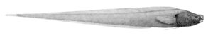 Bassozetus taenia ( Bassozetus taenia )