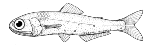 Symbolophorus barnardi ( Symbolophorus barnardi )
