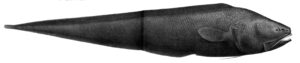 Bassozetus compressus ( Bassozetus compressus )