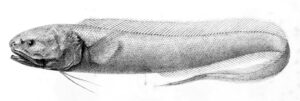 Bassozetus oncerocephalus ( Bassozetus oncerocephalus )