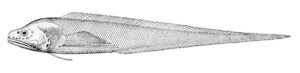 Bathyonus laticeps ( Bathyonus laticeps )