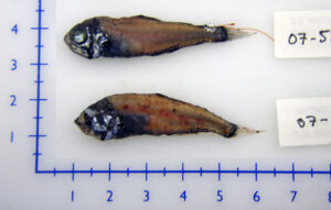 Protomyctophum arcticum ( Protomyctophum arcticum )