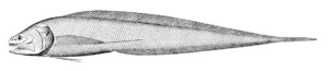 Bathyonus pectoralis ( Bathyonus pectoralis )