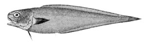 Benthocometes robustus ( Benthocometes robustus )
