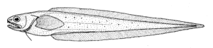 Pyramodon ventralis ( Pyramodon ventralis )