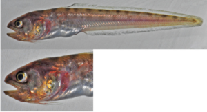 Panamic Cusk-eel ( Otophidium indefatigabile )