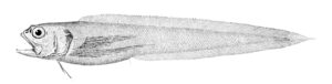 Dicrolene introniger ( Dicrolene introniger )